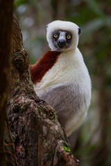 Verreaux's sifaka close up (Propithecus verreauxi), Andasibe National Park, Madagascar