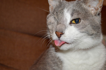 Portrait of a one eyed gray cat with tongue sticking out.