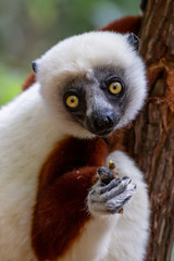 Verreaux's sifaka close up (Propithecus verreauxi), Andasibe National Park, Madagascar