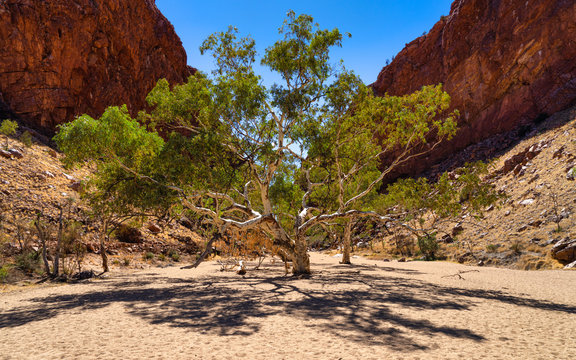 River Red Gum tree at Simpson's Gap, Central Australia, Australia