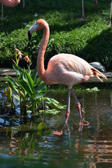 flamingo