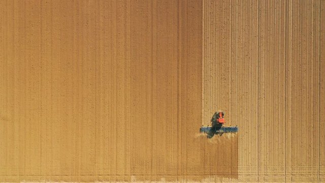 Aerial view of canola field and tracks from tractor. Beautiful agricultural texture or background of summer agriculture landscape. canola farm from above