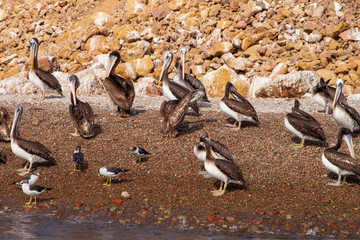 Pelicans on Ballestas Island Paracas Peru with other birs