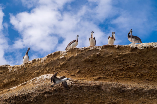 Pelicans on Ballestas Insland Paracas Peru watching a bird fly