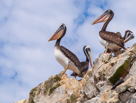 Pelicans in the foreground on Ballestas Island Paracas Peru