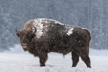 Aurochs Or Bison Bonasus. Huge European Brown Bison ( Wisent ), One Of The Zoological Attraction Of Bialowieza Forest, Belarus. Lonely Endangered Wild Bull, Covered With Snow Crust - 284152116