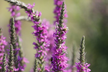 Blutweiderich Planze (Lythrum salicaria) mit pinken Blüten als close up
