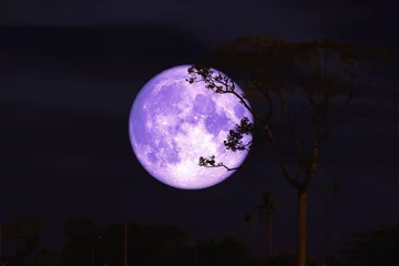 Stickers pour porte Pleine Lune arbre Buck violet lune sur la nuit ciel rouge arrière silhouette arbre