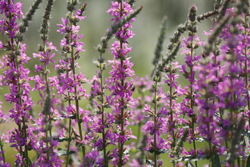 Pflanze Blutweiderich mit pinken Blüten im Sommer