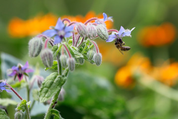 Pflanze Boretsch (Borago officinalis) mit blauen Blüten und Biene im Garten als close up
