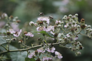 Bienen an der Blüte des Brombeerstrauchs im Sommer