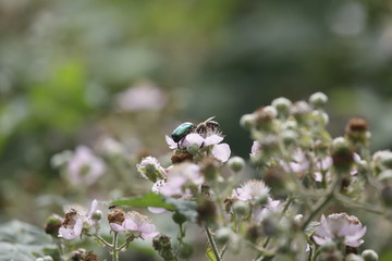 Biene, Rosenkäfer (Cetoniinae) und Insekten mit Pflanze Brombeere.