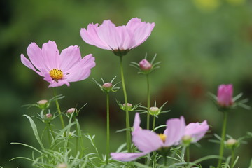 Blume Cosmea Cosmos bipinnatus mit rosanen Blüten und Knospen als Close up