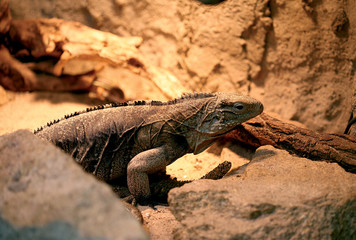 Lizard on rocks.