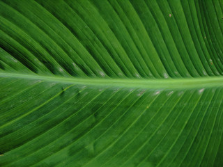Beautiful textured tropical leaves for background