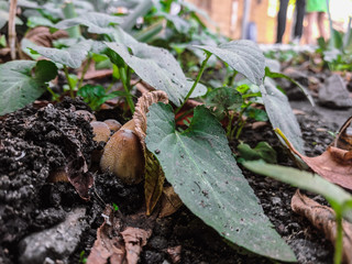 toadstool mushrooms in the wild forest