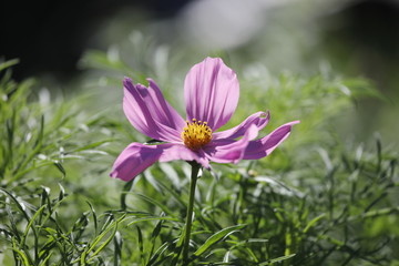Rosa Cosmea Blume (Cosmos bipinnatus) als Close up.