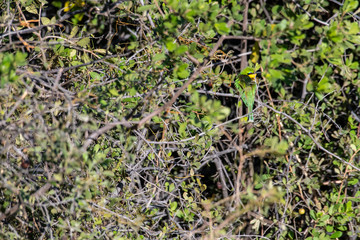 Fototapeta na wymiar Little Bee-eater camouflaged 