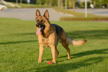 German shepherd walks on the grass in the park