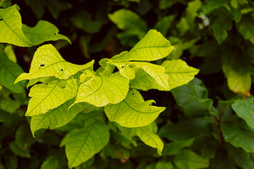 Autumn background. Nature, plants, seasons concept. Green and  yellow leaves background.