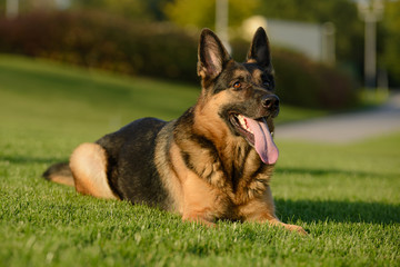 German shepherd walks on the grass in the park