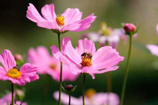 Rosa pinke Cosmea Kosemee Schmuckkörbchen Blumen Blüte mit Biene im Sommer als Close up