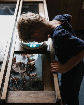 Boy looking through a microscope at autumn leaves, California, United States