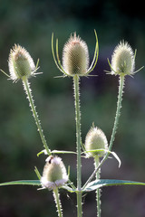 Wilde Karde (Dipsacus fullonum) Distel Pflanze als Detail im Sommer.
