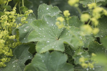 Pflanze Frauenmantel (Alchemilla) mit gelber Blüte und Wassertropfen als Close Up.