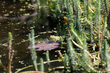Frosch in Teich mit Wasserpflanzen wie Tannenwedel, Seerose und Entengrütze