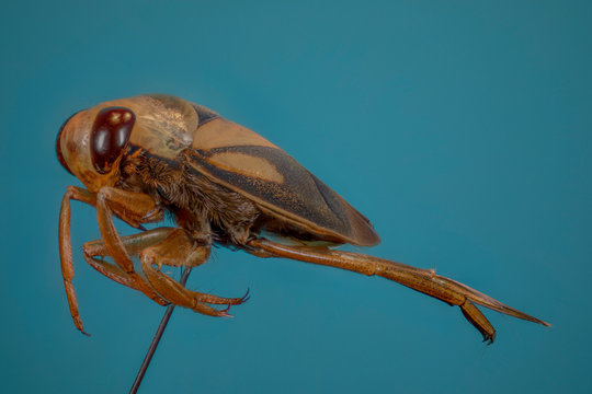 punaise aquatique "notonecta" en macro focus stacking