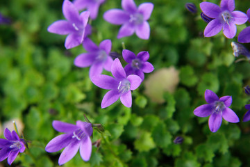 Blaue Glockenblumen (Campanula) mit vielen Blüten im Sommer als Close up Detail.