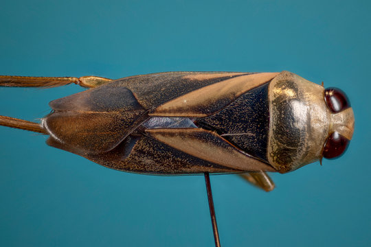 punaise aquatique "notonecta" en macro focus stacking