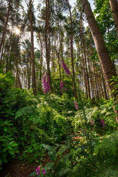 Beautiful forest landscape image of foxgloves amidst lush green Summer trees and foliage