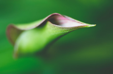 Calla lilia w ogrodzie, rozwijający się kwiat. - obrazy, fototapety, plakaty