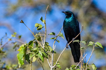 Glossy starling