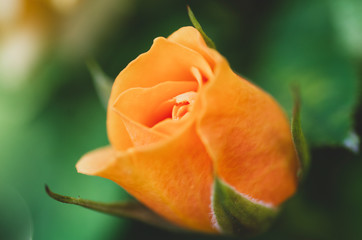 Pomarańczowa róża miniaturowa, kwiat zbliżenie. 