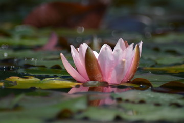 Flauer Water Lilies