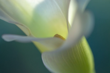 Biała calla lilia, piękny kwiat, makro. 