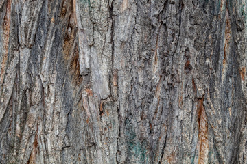Closeup Tree Bark Texture Background