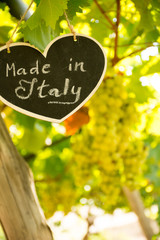 Vertical View of Close Up of Blackboard with the sentence Made in Italy in Blurred Plantation of White Table Grapes at Midday in August in Italy