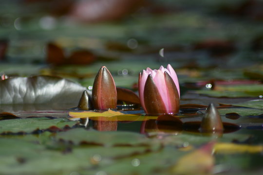 Flauer Water Lilies