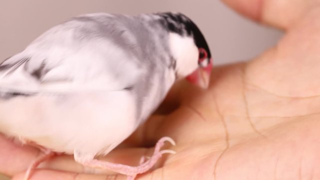 握られる手乗り文鳥