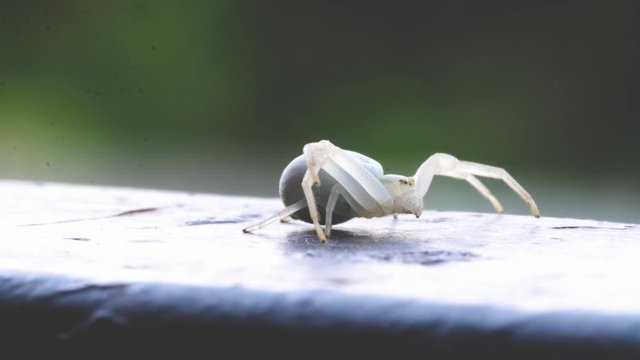White crab spider Misumena Vatia sits and waits for prey, preparing a katake. macro photo