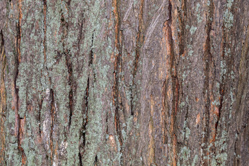 Closeup Tree Bark Texture Background
