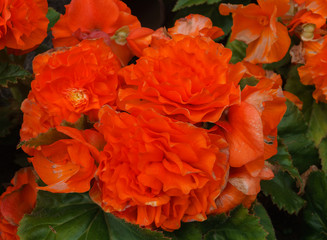 Beautiful flowers of terry orange begonia growing in the city garden.