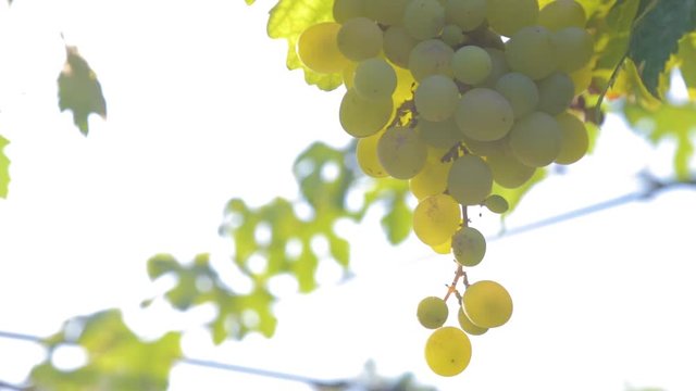 bunches of white grapes on a vine in the sunlight Vineyard harvest season Video HD