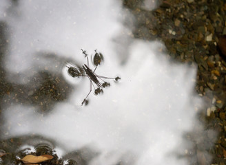 Two Common Pond Skaters Gerris lacustris making baby Pond Skaters in natural habitat. Gerridae. Overhead view.