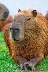 capivara