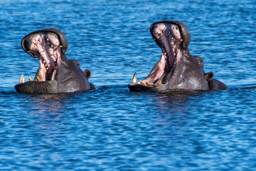 Hippopotamus yawning